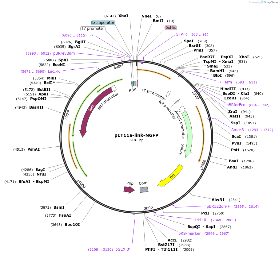52732-plasmid-map-sequence-id-82075