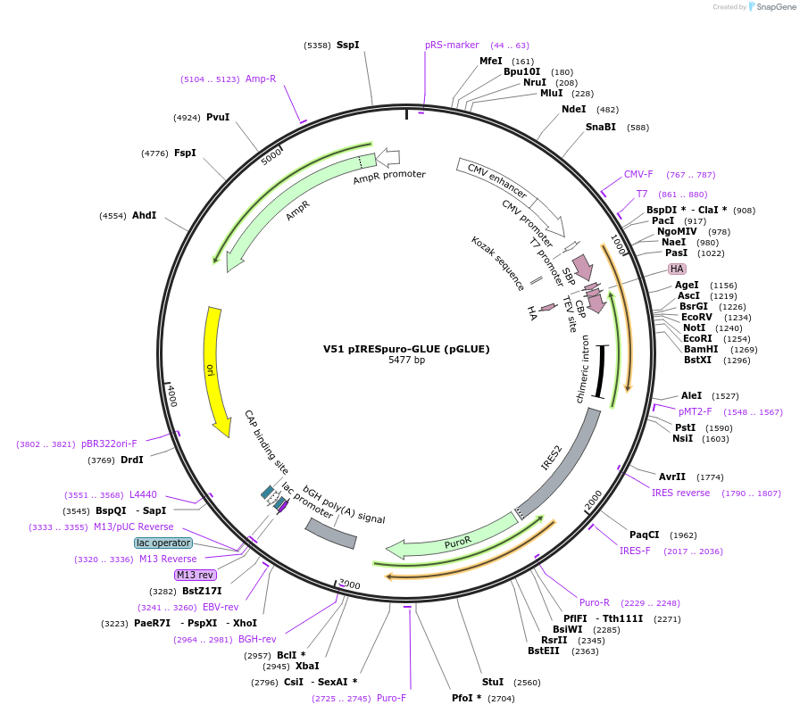15100-plasmid-map-sequence-id-8215