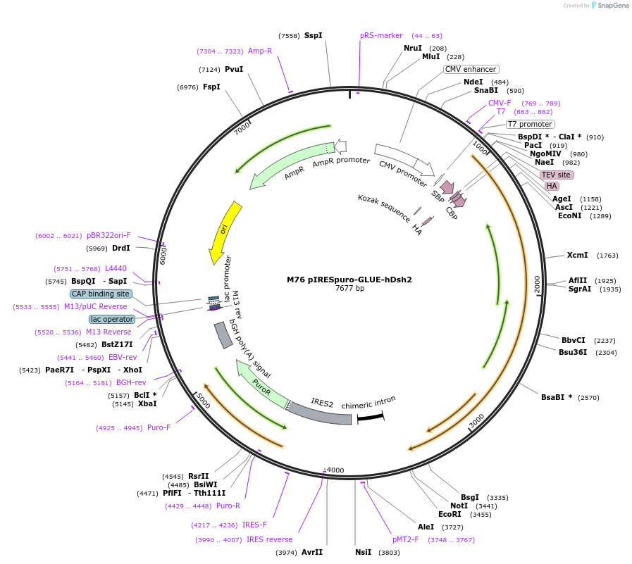 15101-plasmid-map-sequence-id-8216