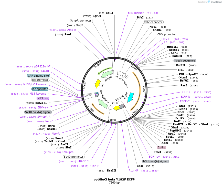 15105-plasmid-map-sequence-id-8219