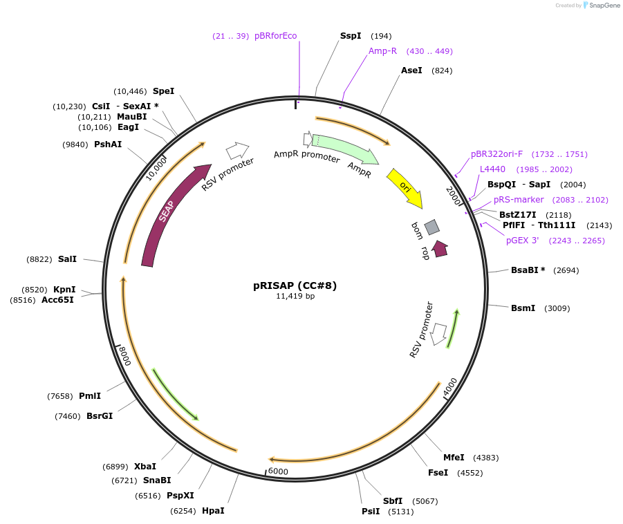 15142-plasmid-map-sequence-id-8223
