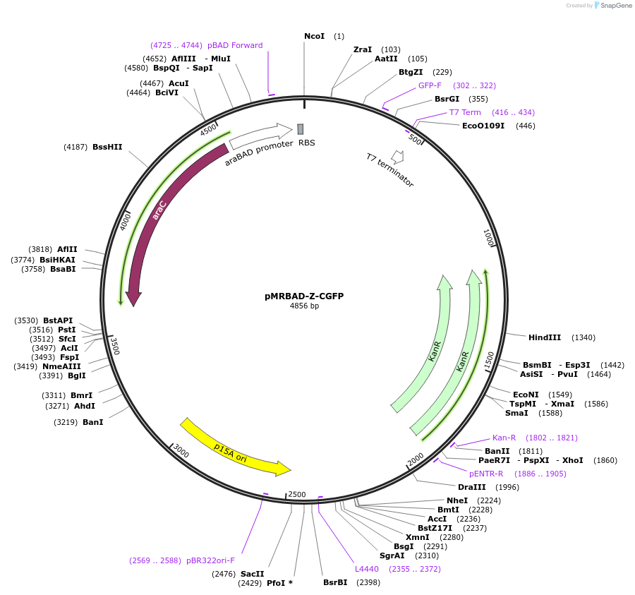 52735-plasmid-map-sequence-id-82268
