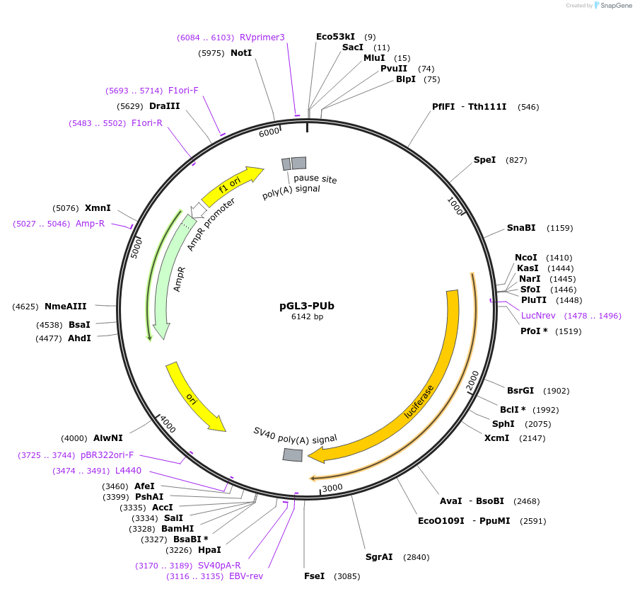 52891-plasmid-map-sequence-id-82308