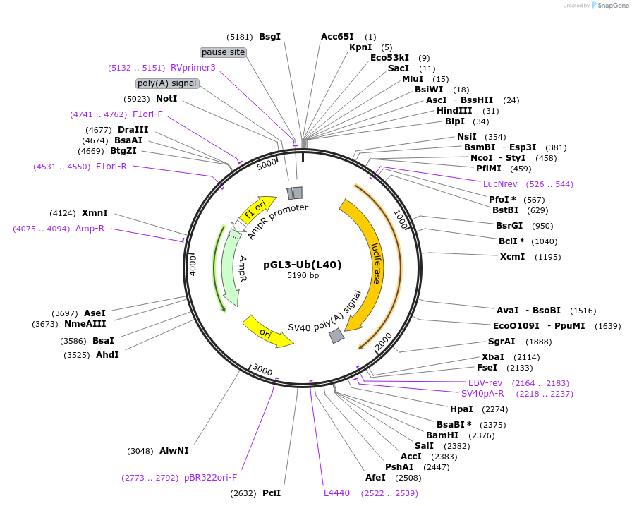 52892-plasmid-map-sequence-id-82310