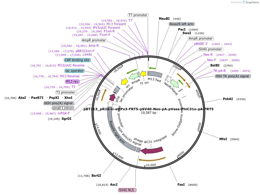 52546-plasmid-map-sequence-id-82334