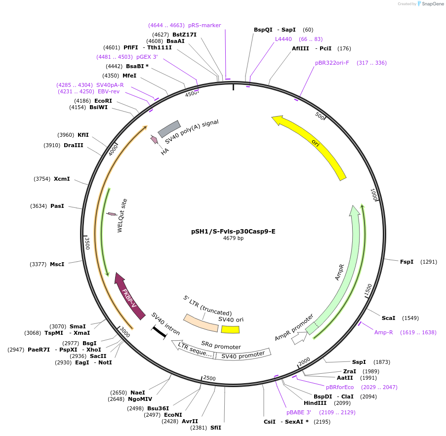 15272-plasmid-map-sequence-id-8236