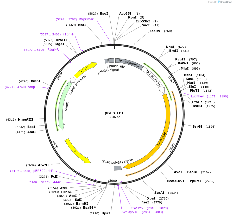 52894-plasmid-map-sequence-id-82371