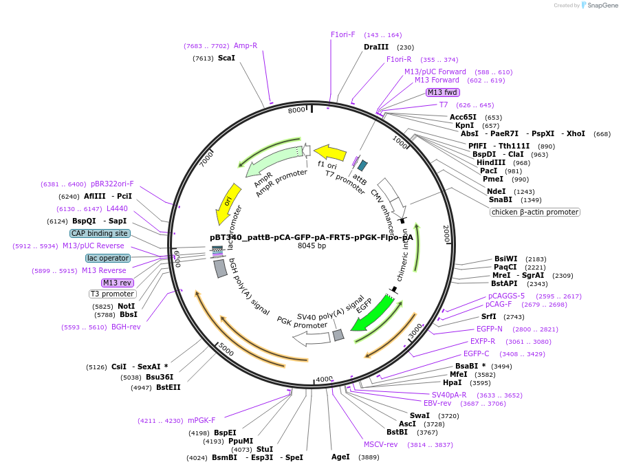 52549-plasmid-map-sequence-id-82383