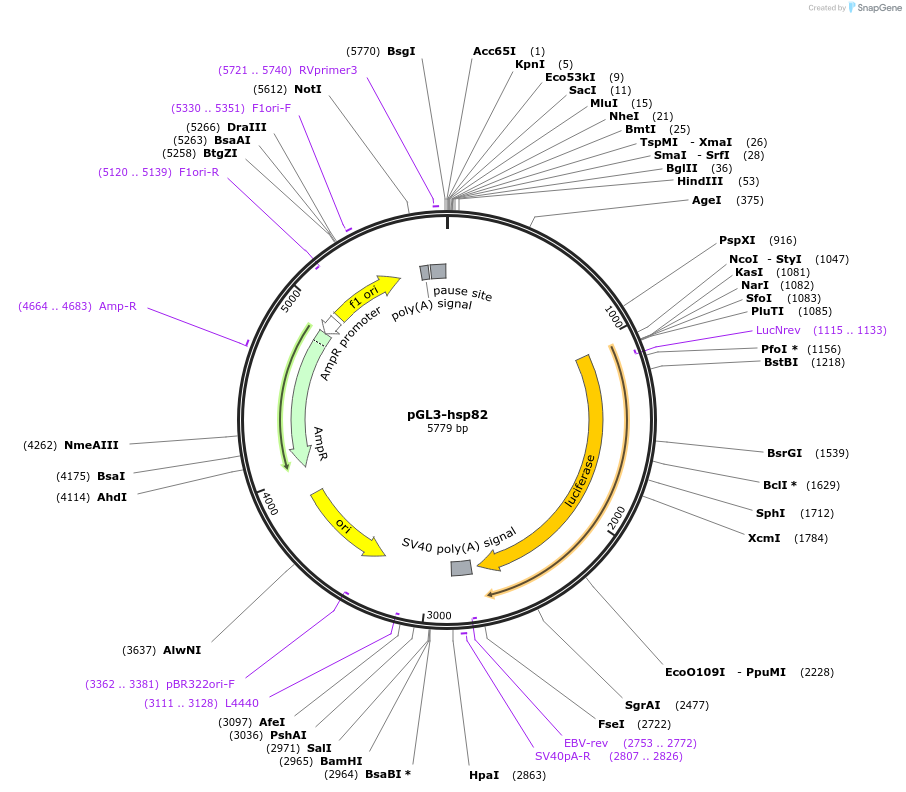 52909-plasmid-map-sequence-id-82385