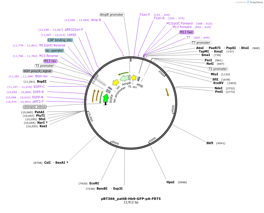 52552-plasmid-map-sequence-id-82394