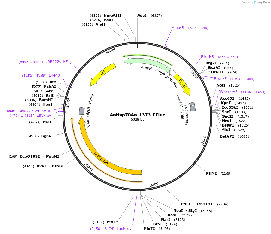 52911-plasmid-map-sequence-id-82423