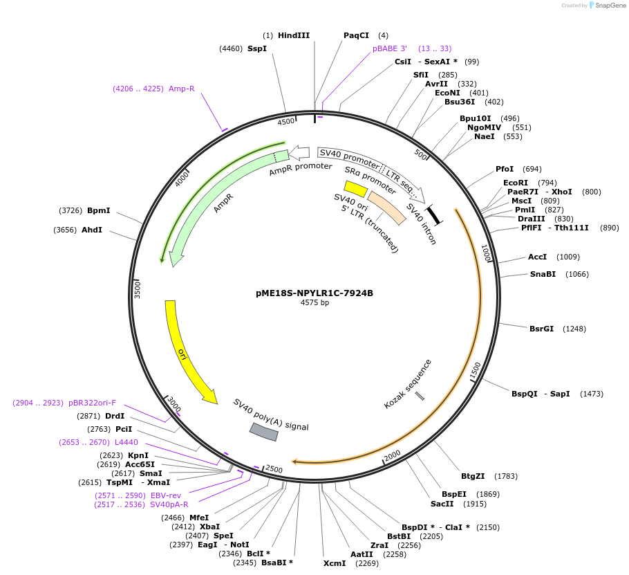 52385-plasmid-map-sequence-id-82472
