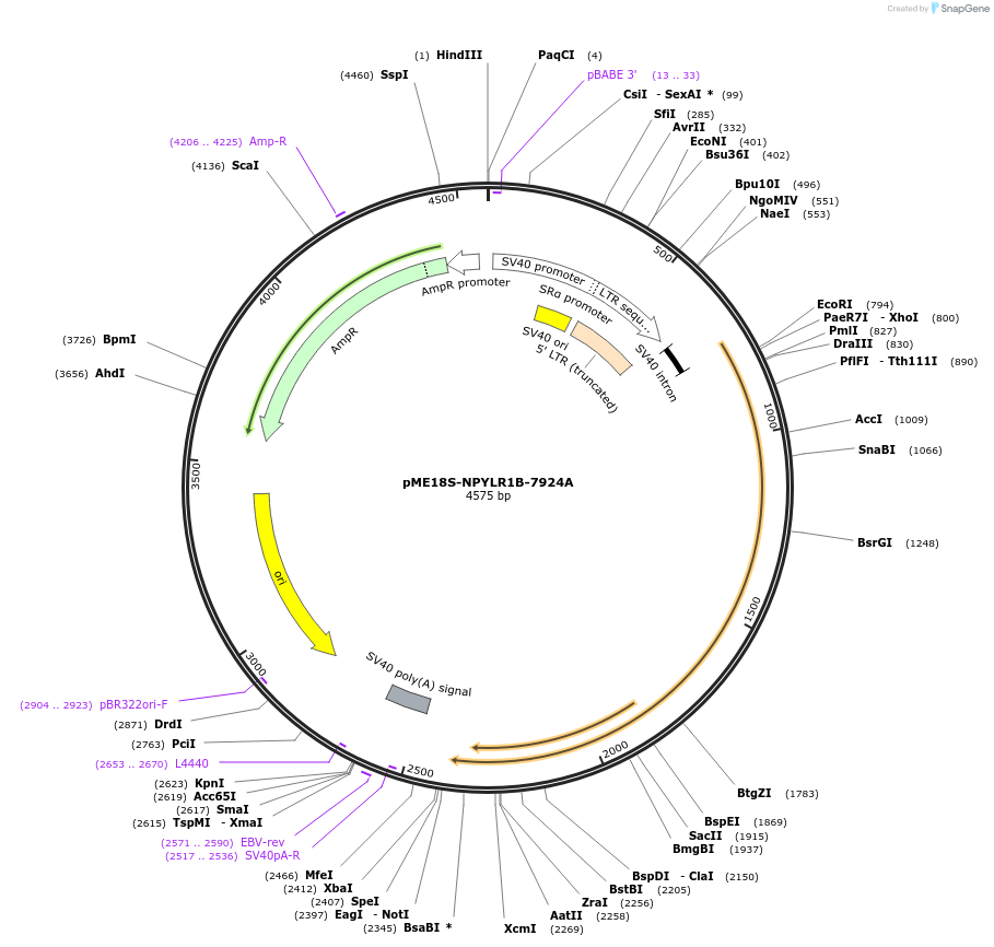 52386-plasmid-map-sequence-id-82473