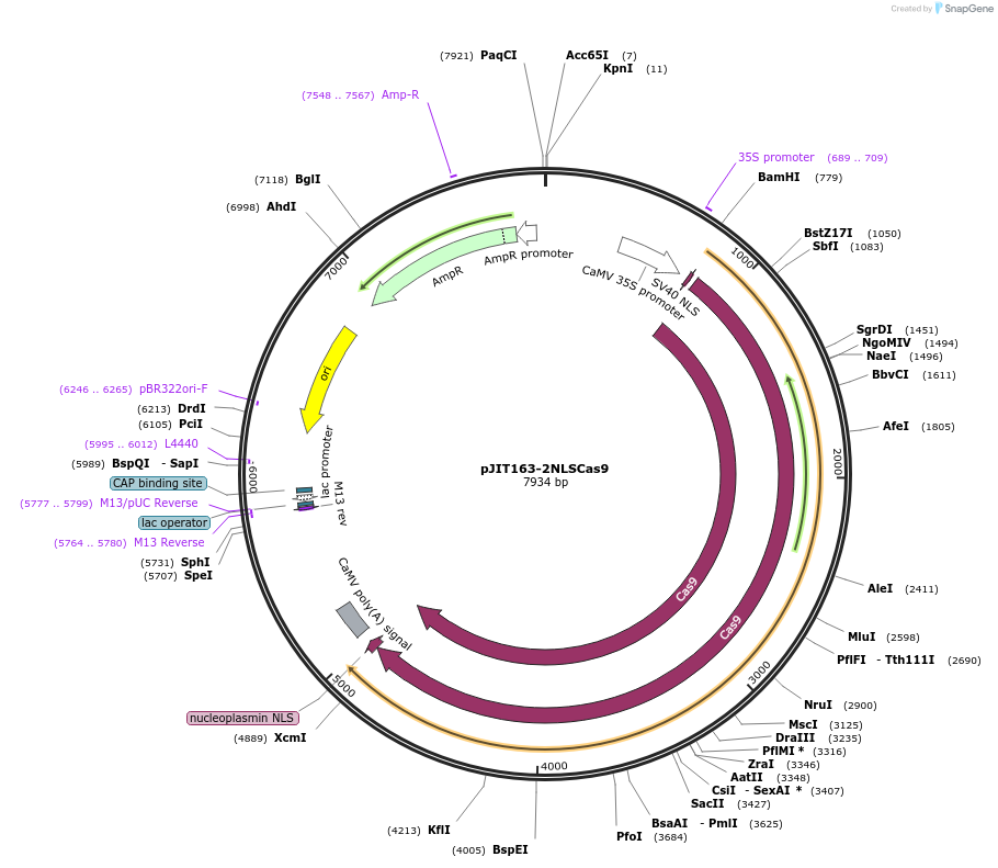 53064-plasmid-map-sequence-id-82479