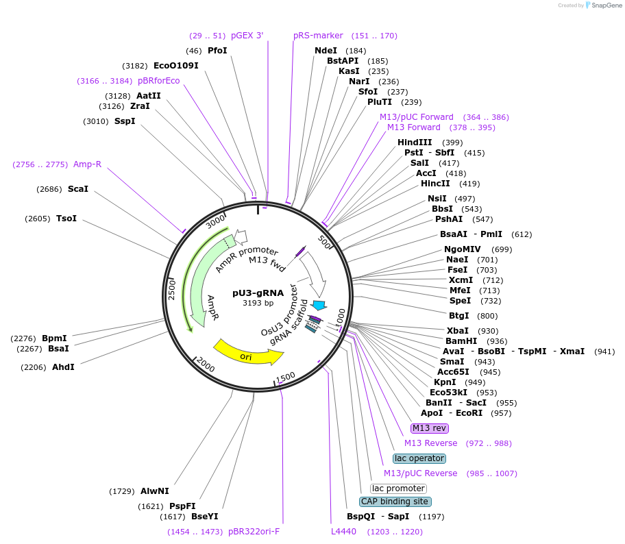 53063-plasmid-map-sequence-id-82482
