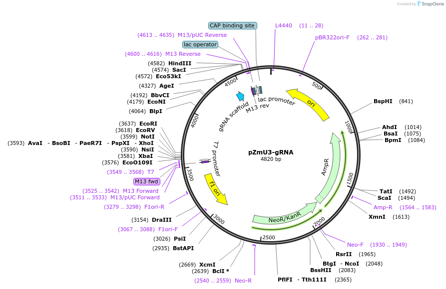 53061-plasmid-map-sequence-id-82485