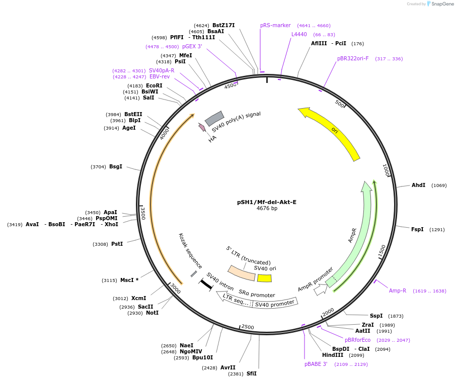 15288-plasmid-map-sequence-id-8249
