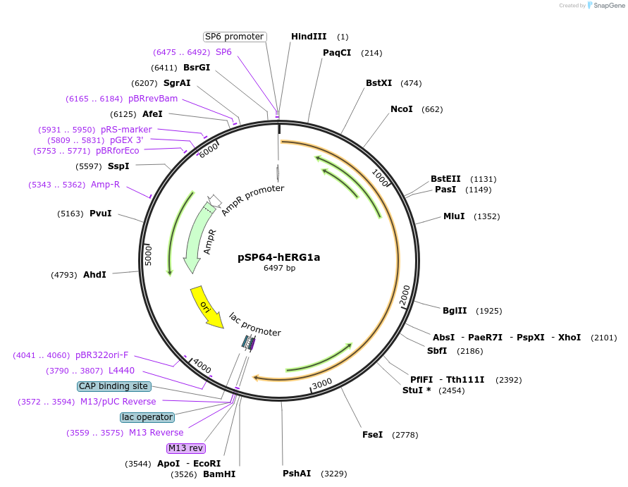 53051-plasmid-map-sequence-id-82514