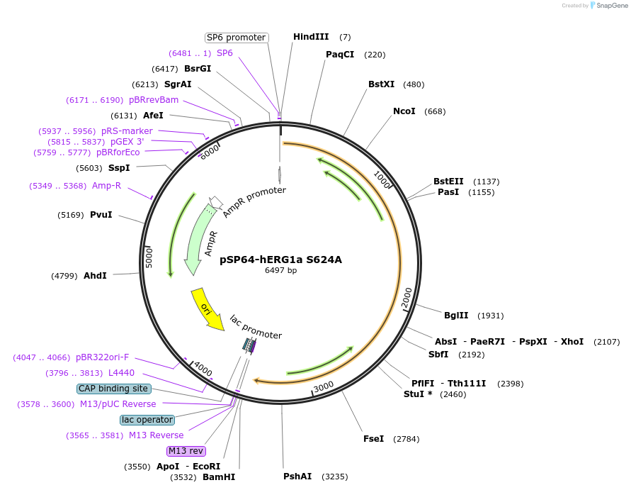 53056-plasmid-map-sequence-id-82522