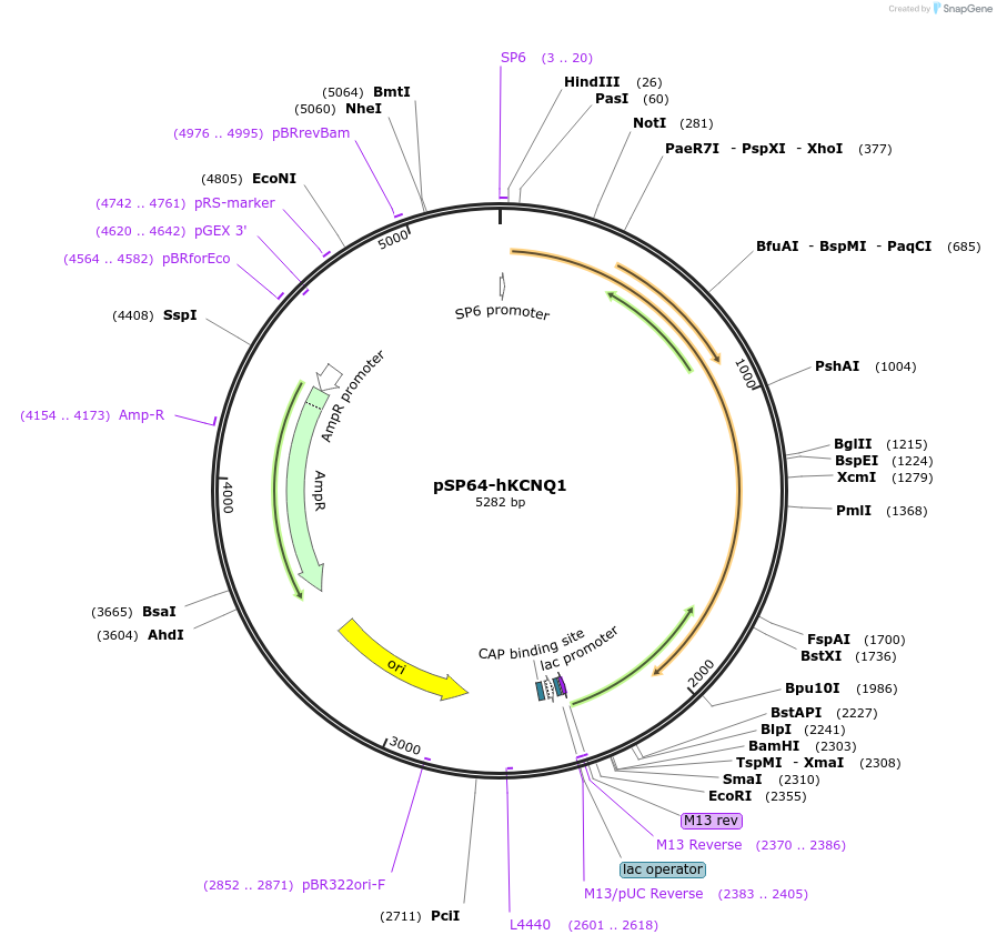 53048-plasmid-map-sequence-id-82529