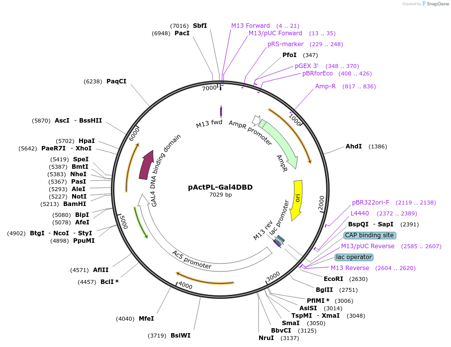 15304-plasmid-map-sequence-id-8253