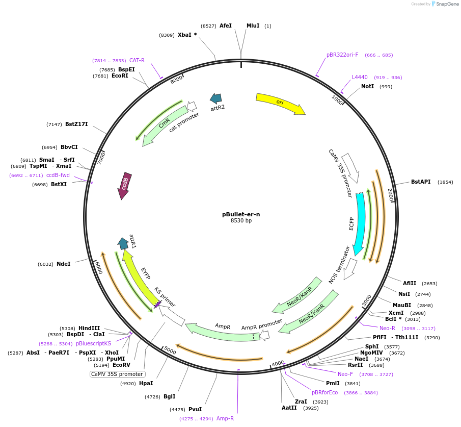 53067-plasmid-map-sequence-id-82547