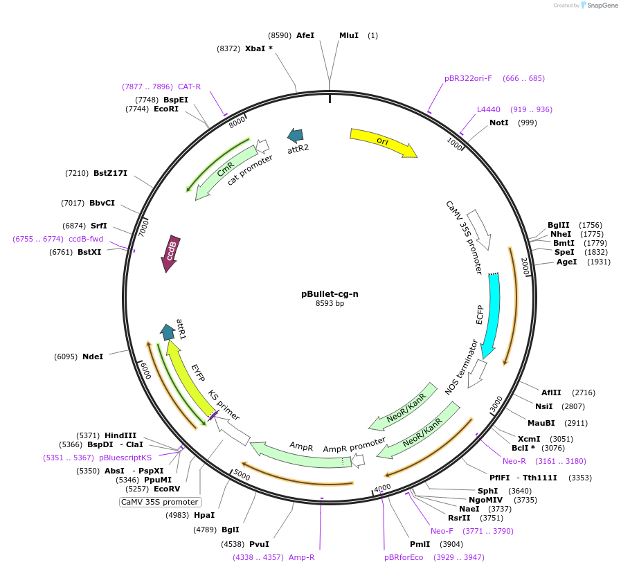 53069-plasmid-map-sequence-id-82549