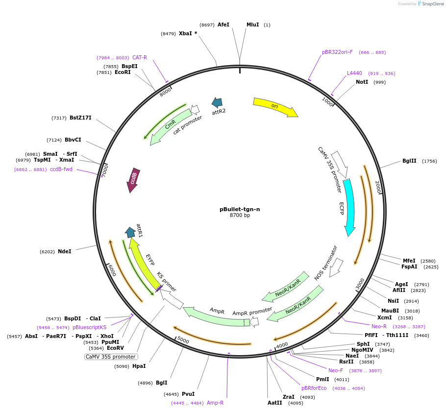 53071-plasmid-map-sequence-id-82551
