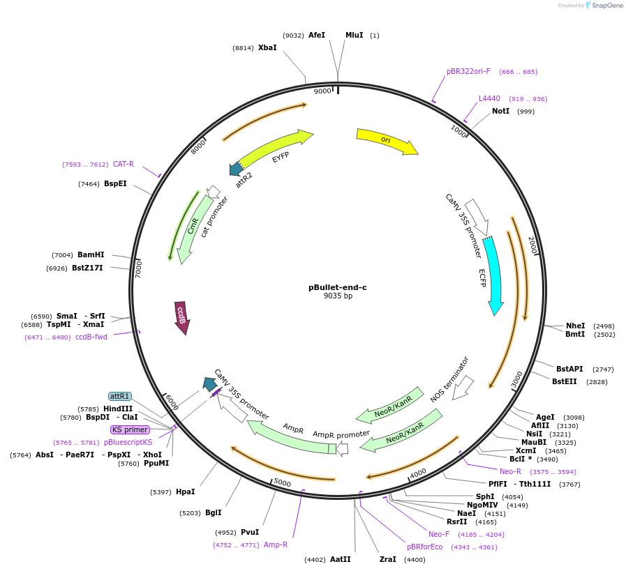 53074-plasmid-map-sequence-id-82554