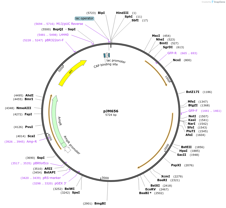 53086-plasmid-map-sequence-id-82567