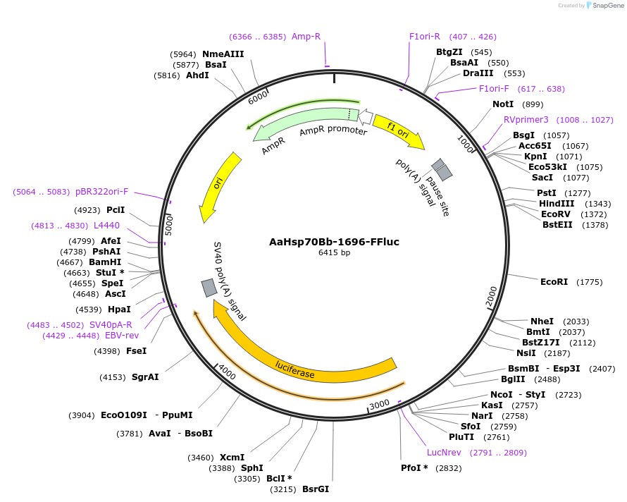 52912-plasmid-map-sequence-id-82590