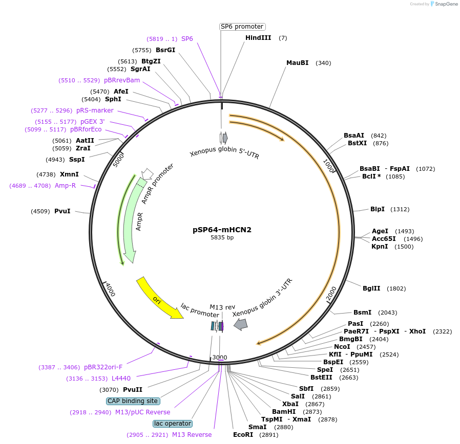 53060-plasmid-map-sequence-id-82596