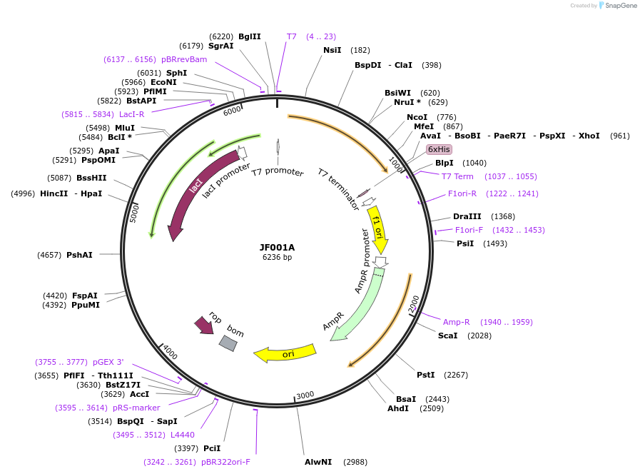 53116-plasmid-map-sequence-id-82628