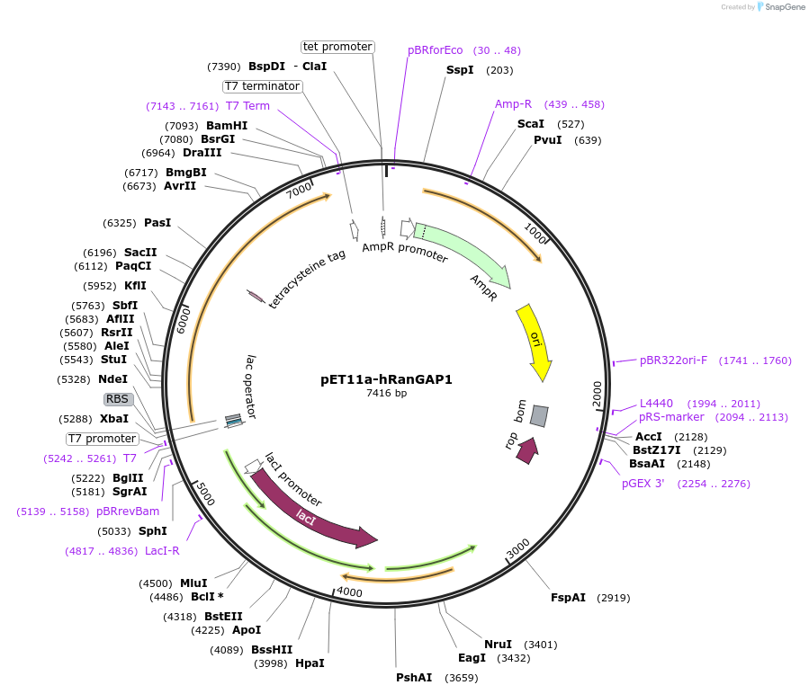 50941-plasmid-map-sequence-id-82635