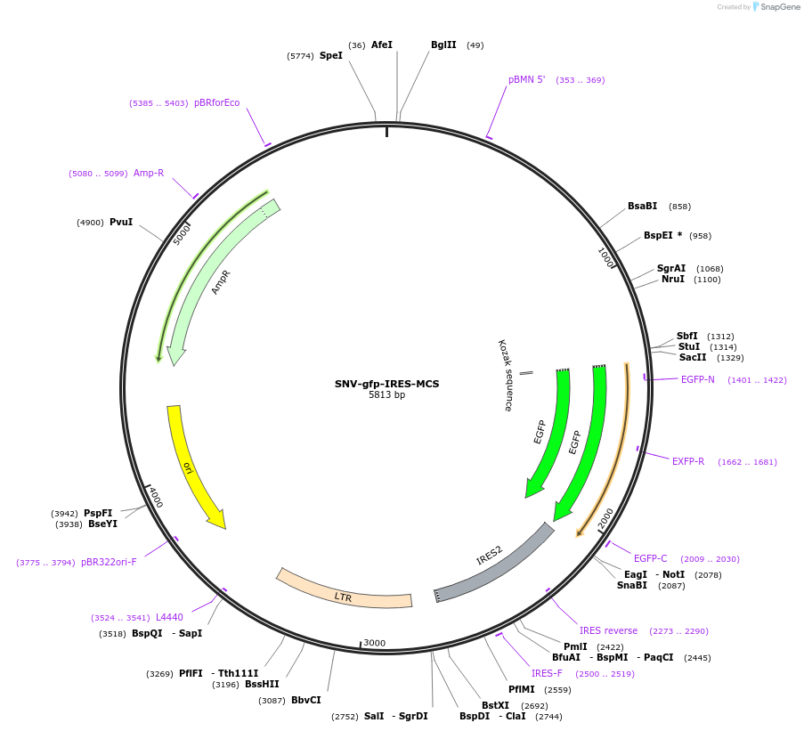 53122-plasmid-map-sequence-id-82652
