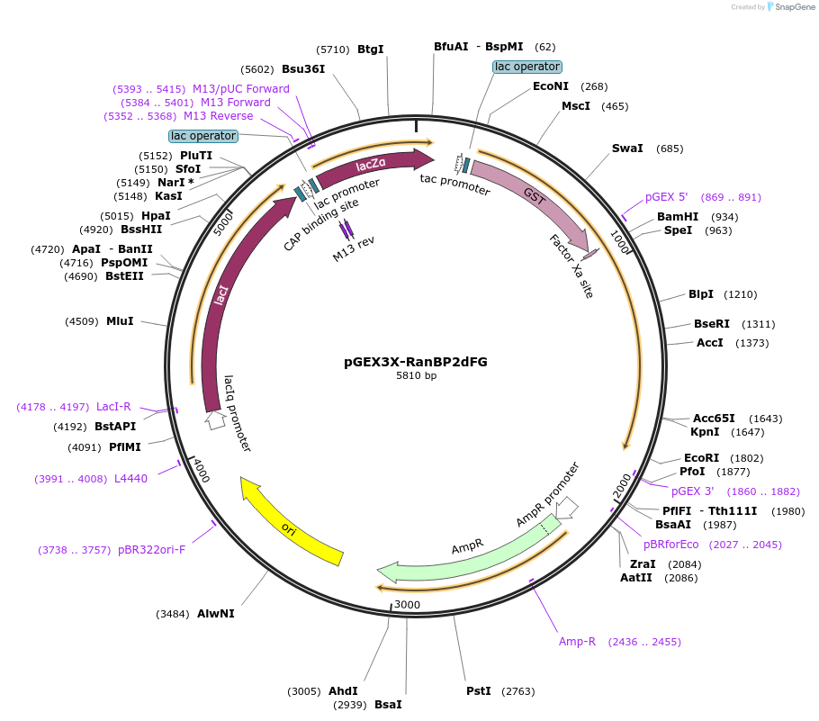 53120-plasmid-map-sequence-id-82745