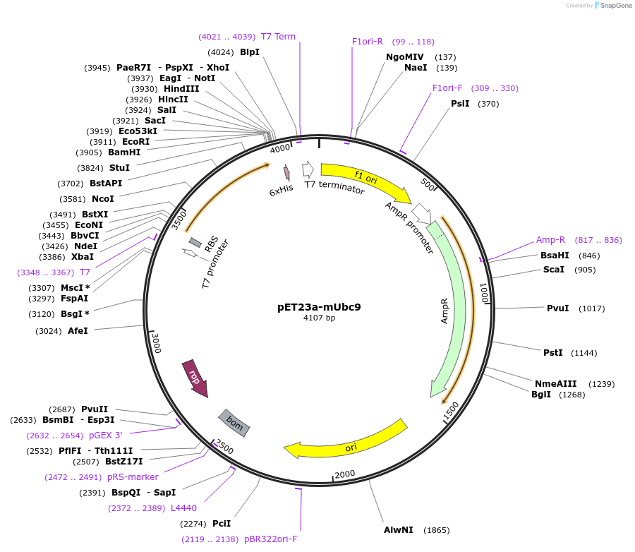 53137-plasmid-map-sequence-id-82746
