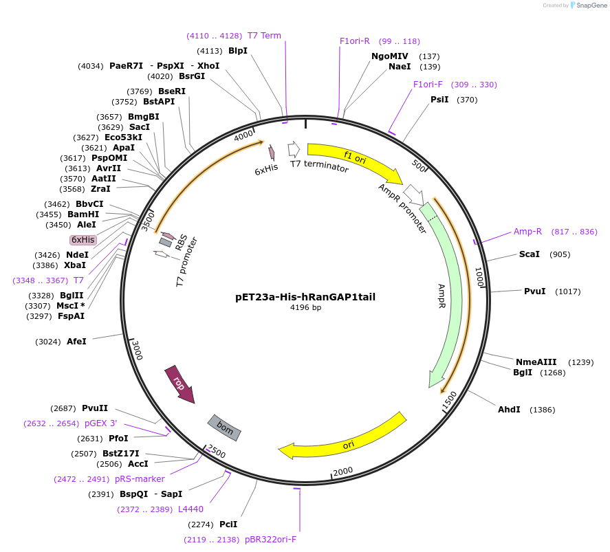 53139-plasmid-map-sequence-id-82750