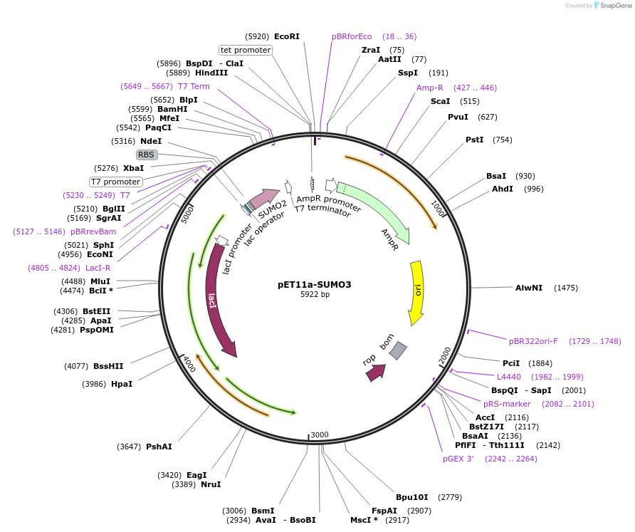 53143-plasmid-map-sequence-id-82761