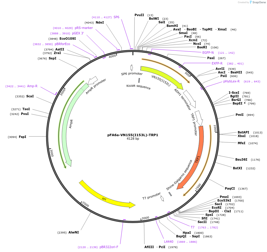 53193-plasmid-map-sequence-id-82820