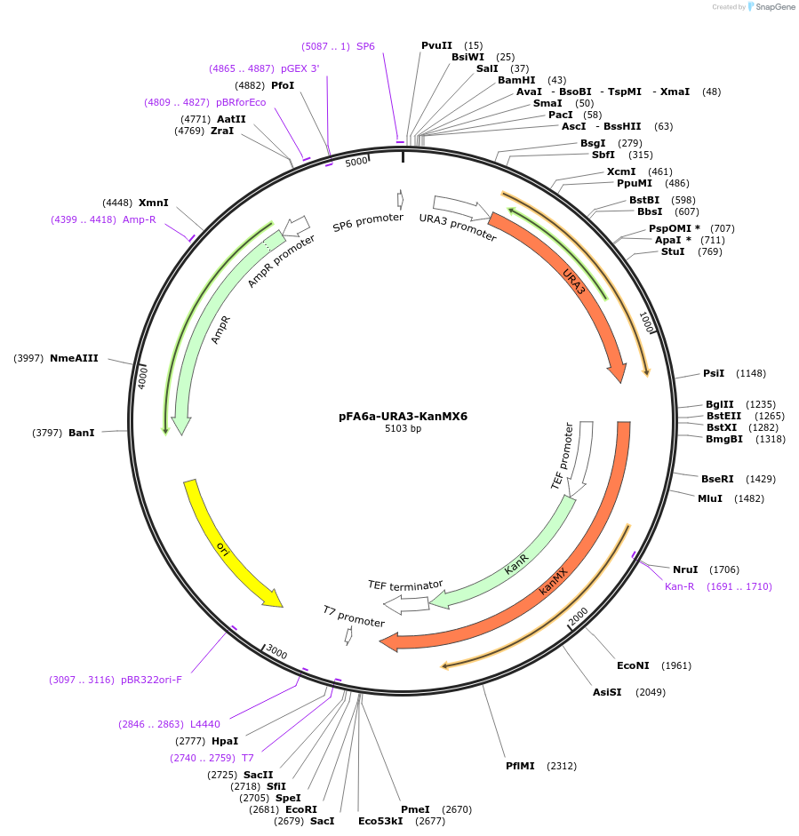 53194-plasmid-map-sequence-id-82826