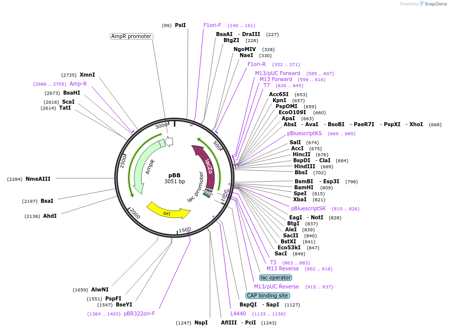 53210-plasmid-map-sequence-id-82848