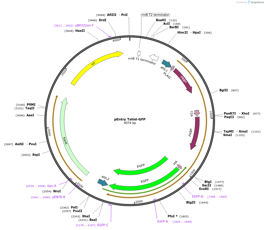 53211-plasmid-map-sequence-id-82852