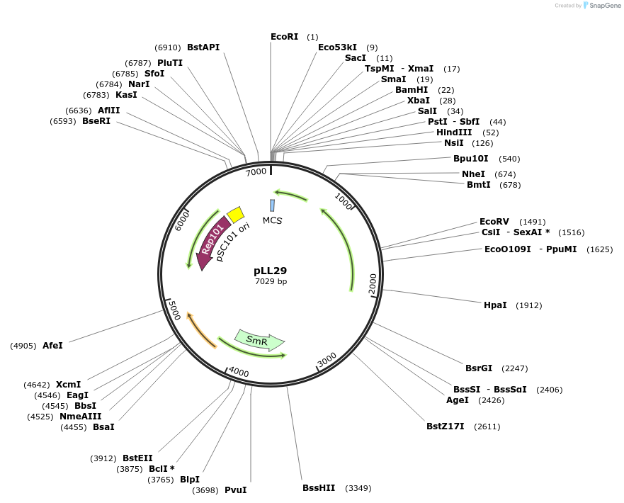 15457-plasmid-map-sequence-id-8296