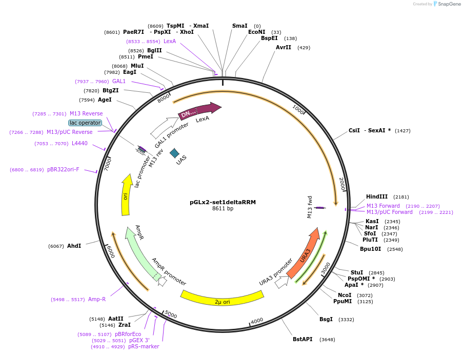 53257-plasmid-map-sequence-id-82970