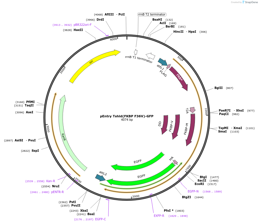 53260-plasmid-map-sequence-id-82981