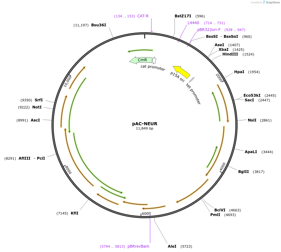53271-plasmid-map-sequence-id-82987