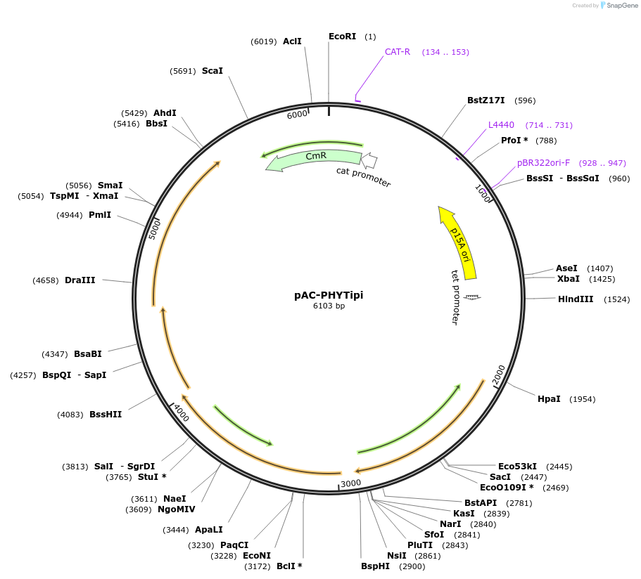 53283-plasmid-map-sequence-id-82993