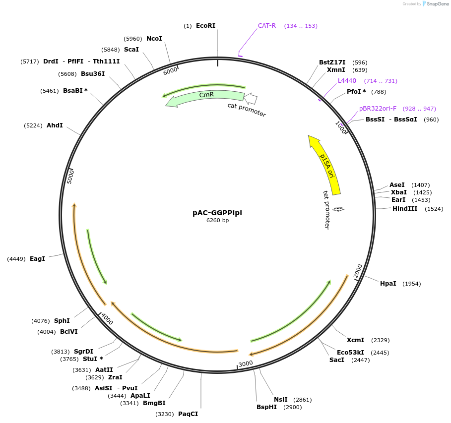 53280-plasmid-map-sequence-id-82994