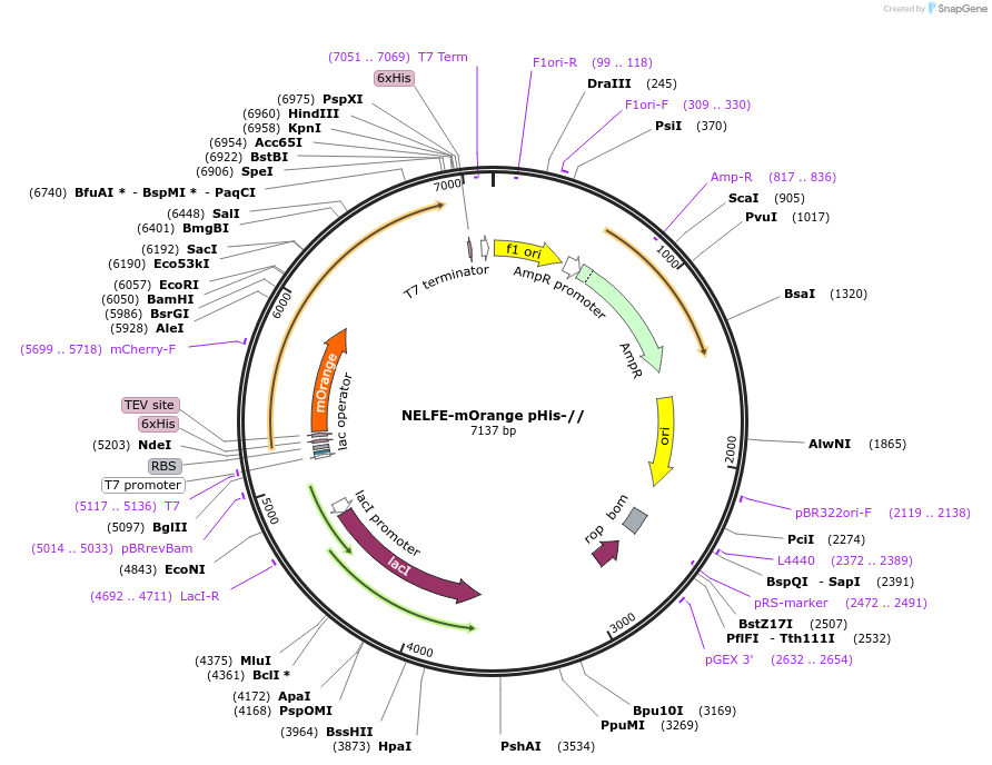 53303-plasmid-map-sequence-id-82997